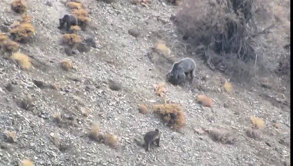 مشاهده خانواده خرس قهوه‌ای در دنا + ویدئو