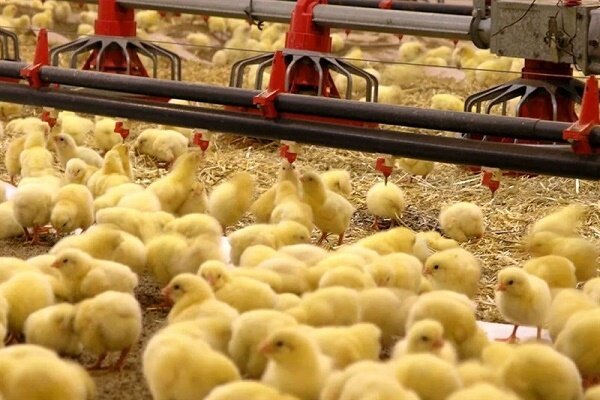 شکستن رکورد جوجه‌ریزی در کهگیلویه و بویراحمد